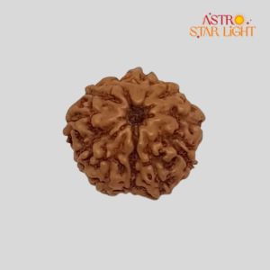 11 Mukhi Rudraksha