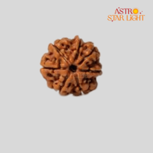 7 Mukhi Rudraksha
